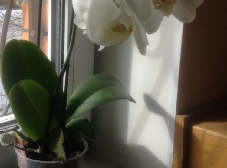    В чем основные сложности с орхидеями на подоконнике