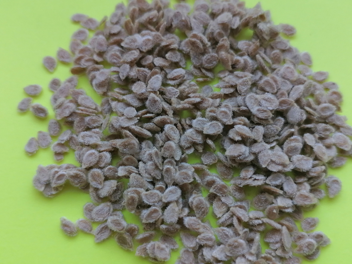 Семена Томата.