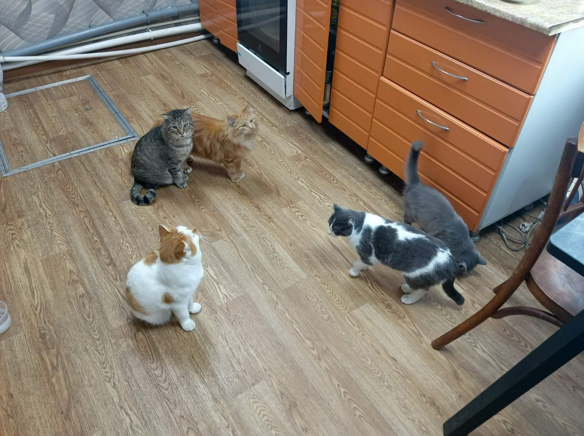 Котовещание