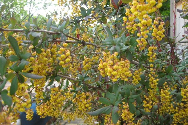 барбарис цветет