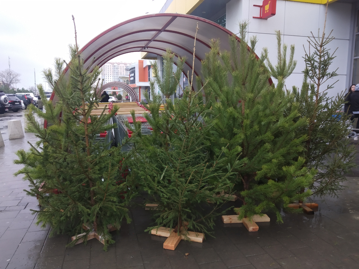 Ёлочный базар у магазина Магнит Экстра (фото автора публикации 2 из 3)