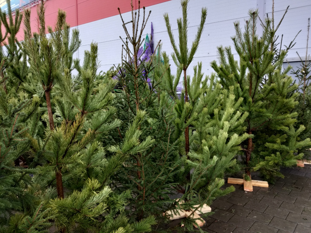 Ёлочный базар у магазина Магнит Экстра (фото автора публикации 3 из 3)