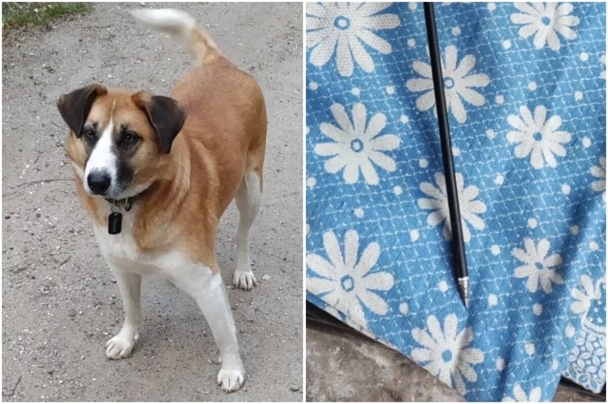    Пёс Тошка, погибший в ноябре, и арбалетная стрела, вытащенная из тела собаки в августе