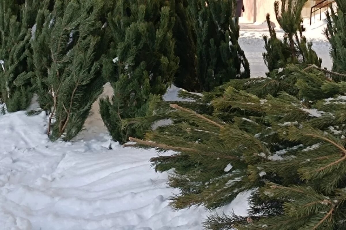    С 15 декабря в Сердобске под Пензой начнут работать елочные базары