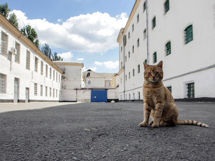 Фото: Evgen Kotenko/Keystone Press Agency/Global Look Press