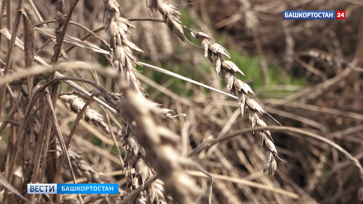    Башкирия экспортировала в Туркменистан более 400 тонн муки