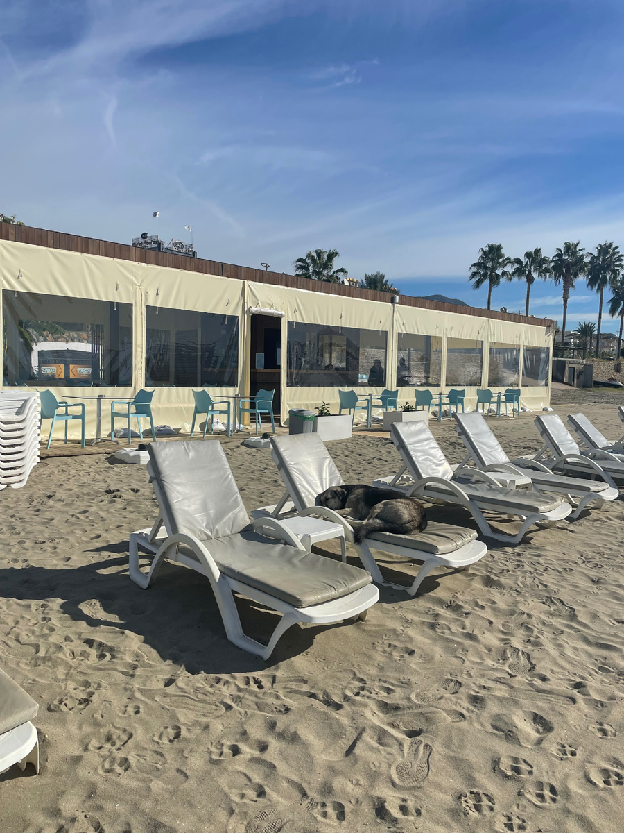 Пока людей нет - загорают собаки)))