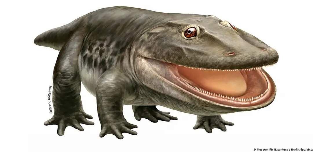 Стенокраний