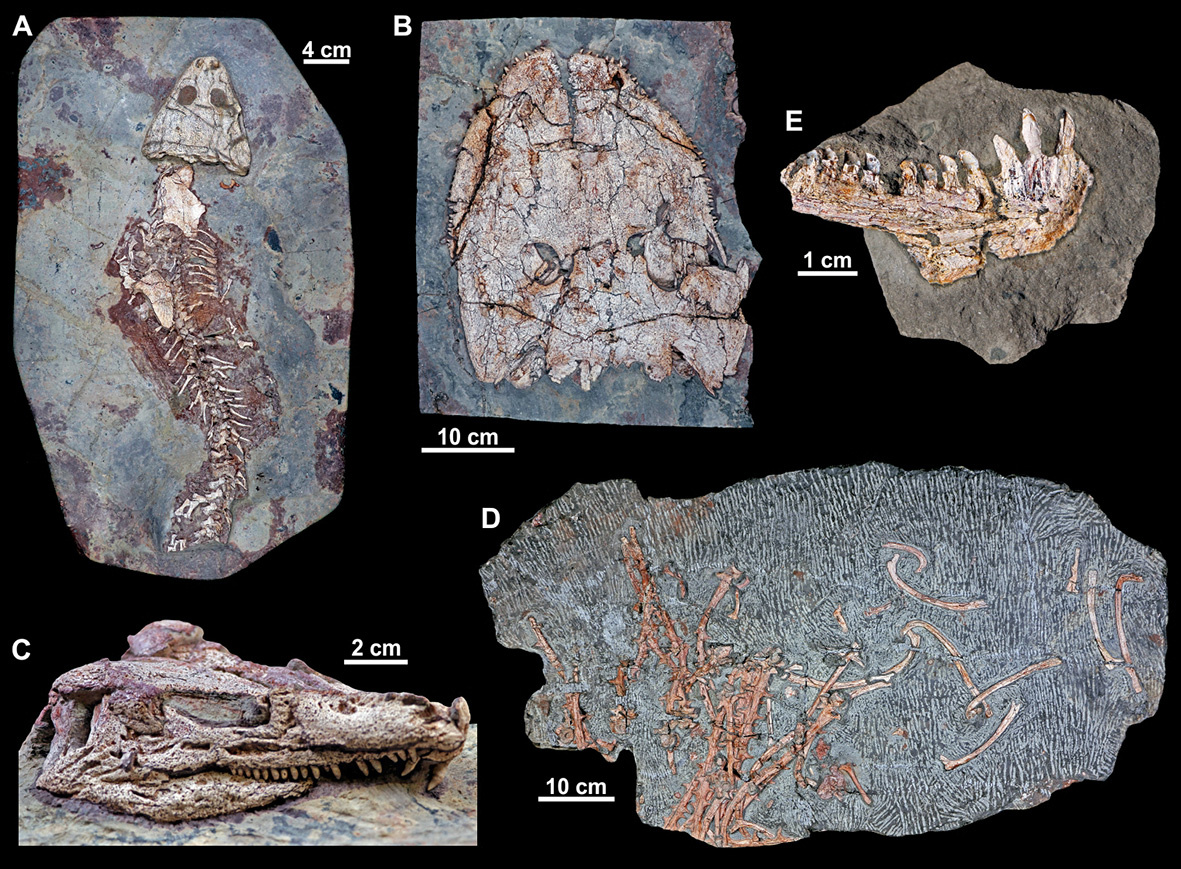 Скелет и череп.