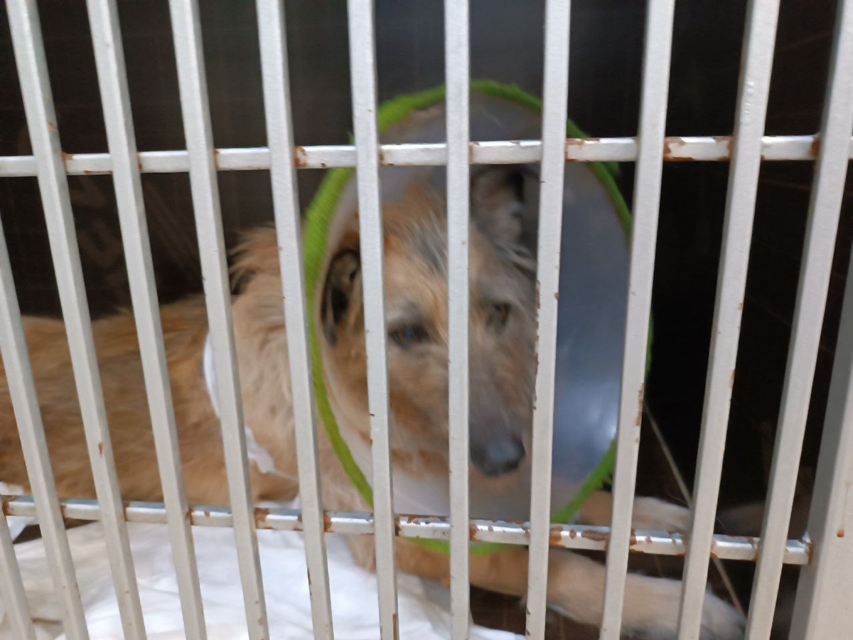 Бася уже отошла от наркоза 