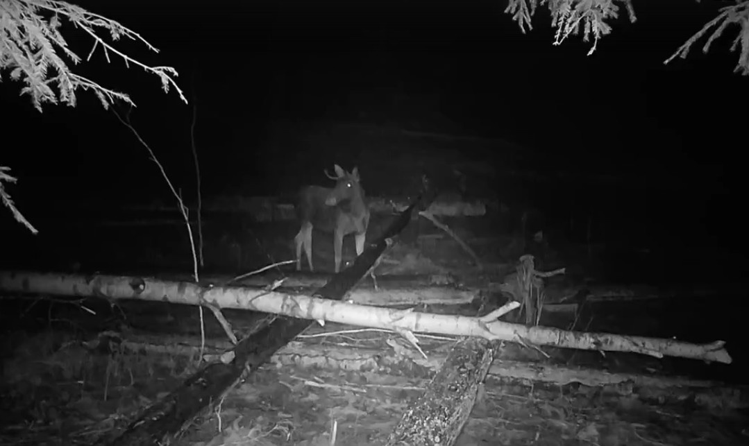    Лось в парке "Ладожские шхеры". Фото: Нацпарк/ВК