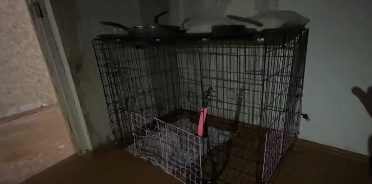 В квартире с малышом жила и крупная собака. Фото: НТВ