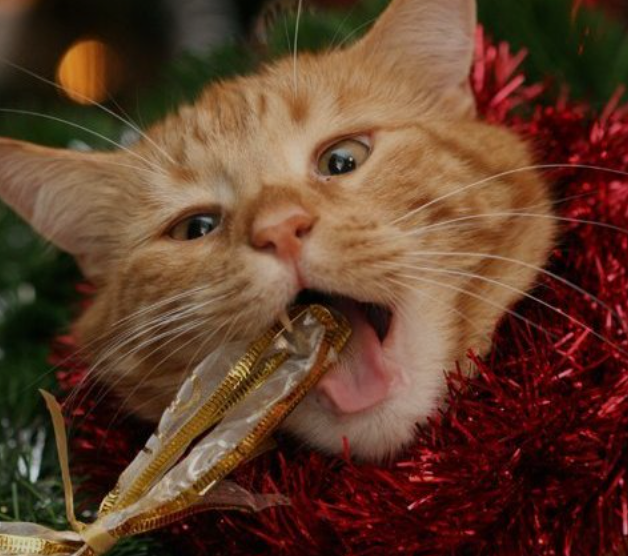 Изображение из сети Интернет*