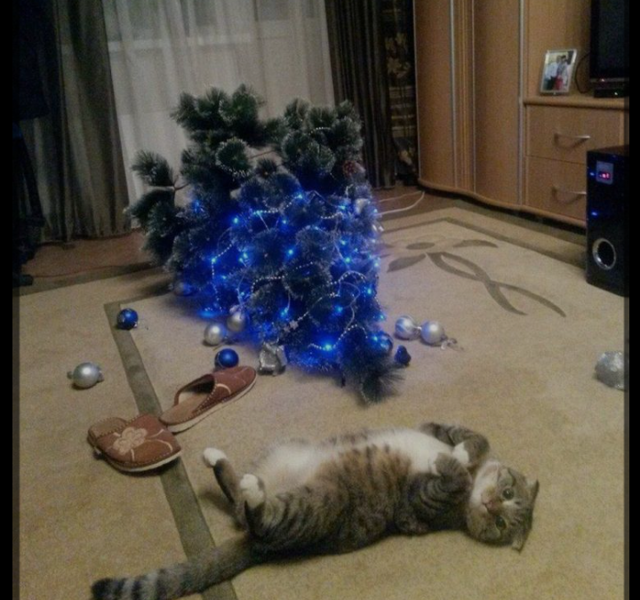 Изображение из сети Интернет*