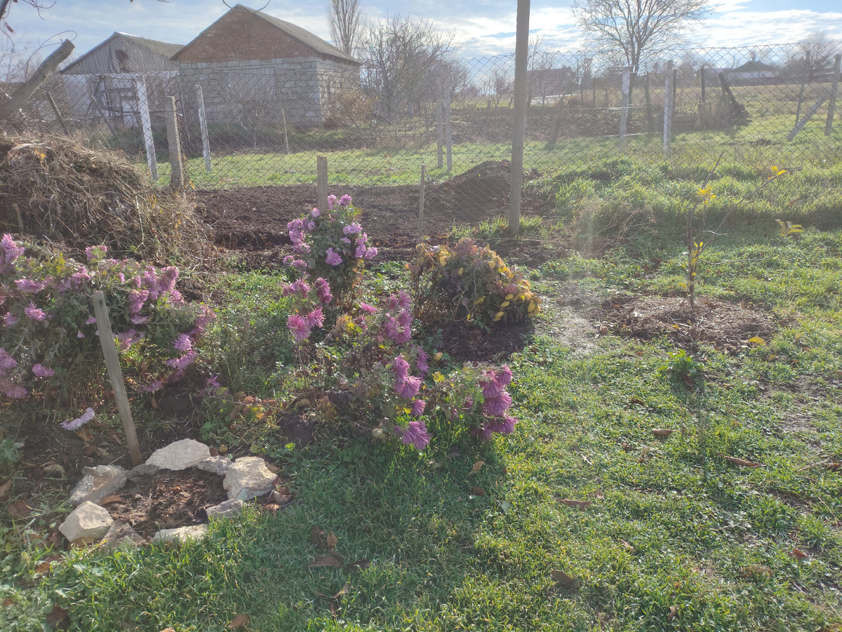 Куча хризантем, еще держатся