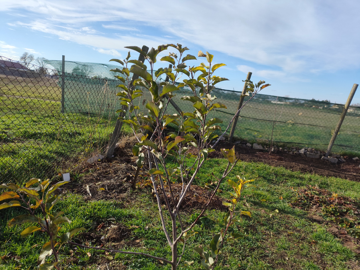 Абсолютно зеленая яблонька