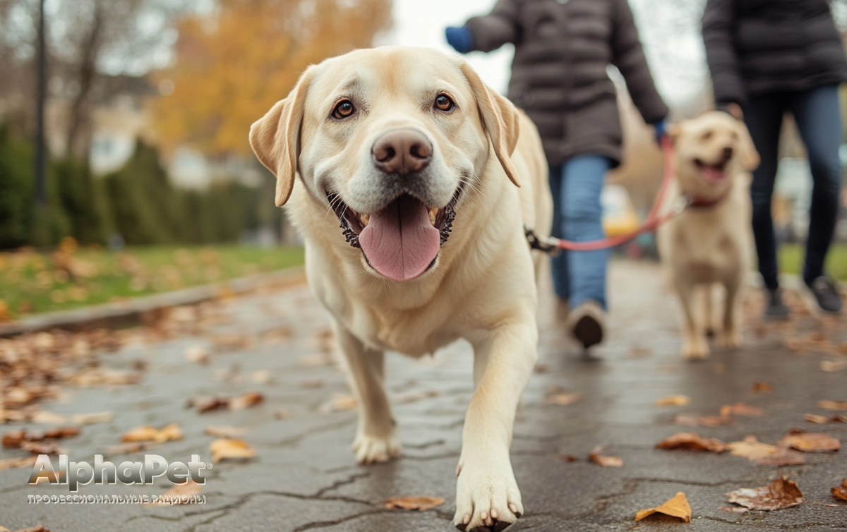 Собака может стать отличным поводом для активного времяпрепровождения на свежем воздухе / Изображение: AlphaPet
