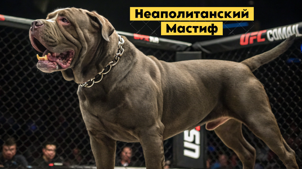 Неаполитанский Мастиф: грозные войны из Древнего Рима