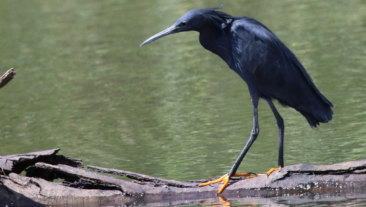 Чёрная цапля. Фото взято из открытого источника Яндекс Картинки.