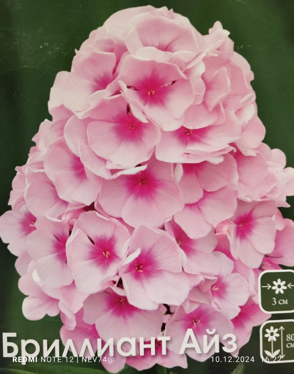 Brilliant Eye, ошибка в написании русского названия, Бриллиантовый Глаз (Бриллиант Ай)