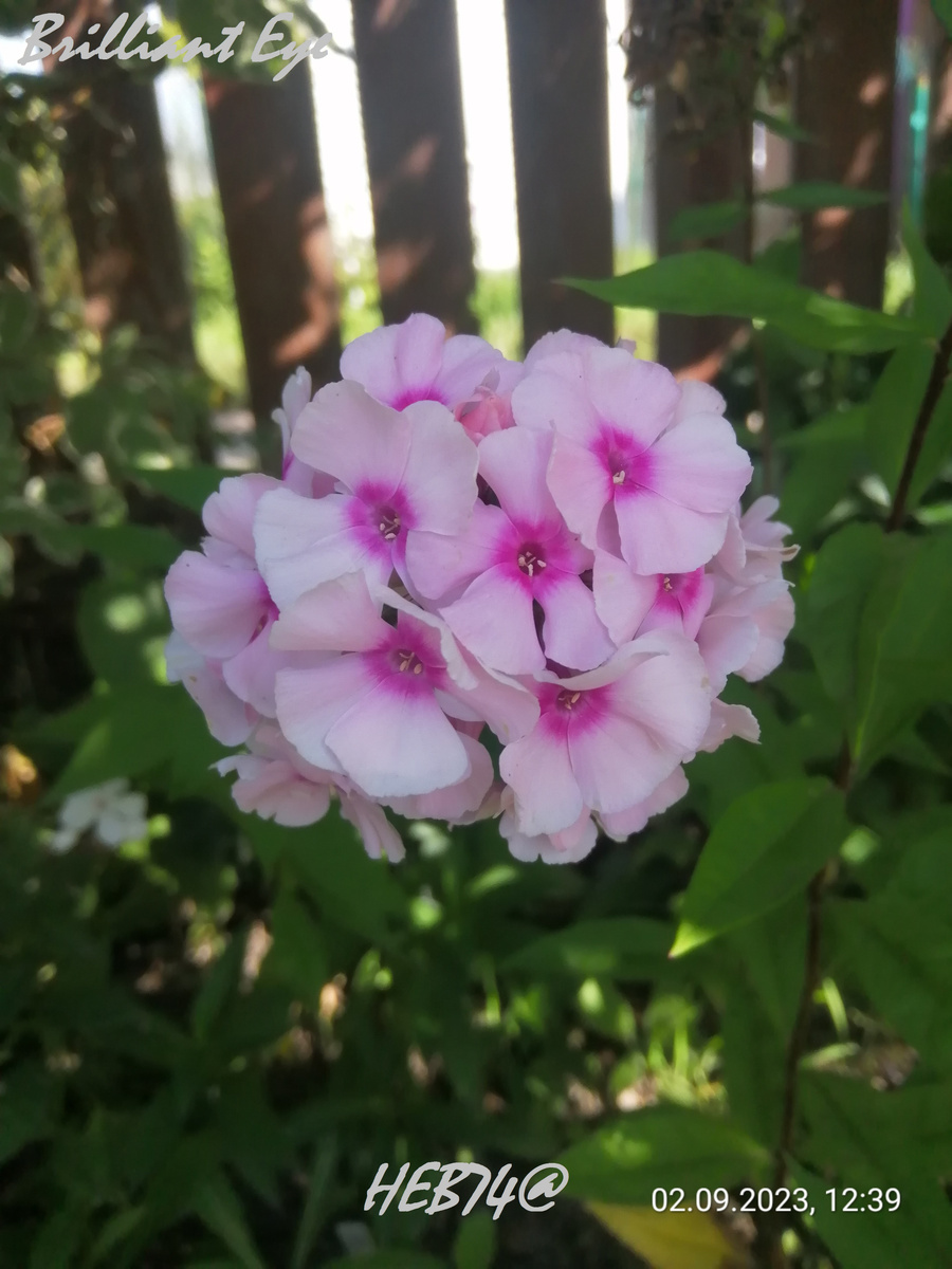 На мой взгляд больше похож на Bright Eyes (Брайт Айз), кустик маленький, продолжу наблюдать