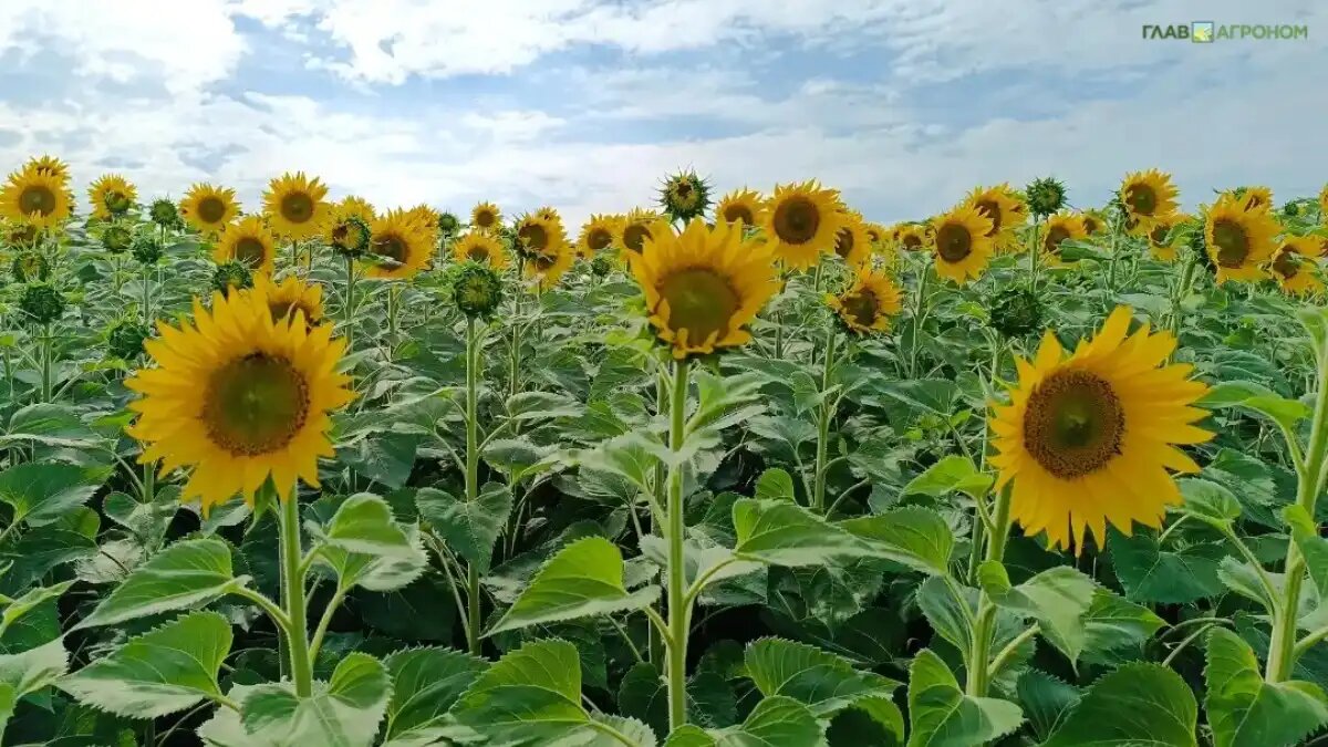 Фото: © Ирина Борисова / Glavagronom.ru
На рынках зерновых и масличных культур обозначились новые вызовы и факторы риска