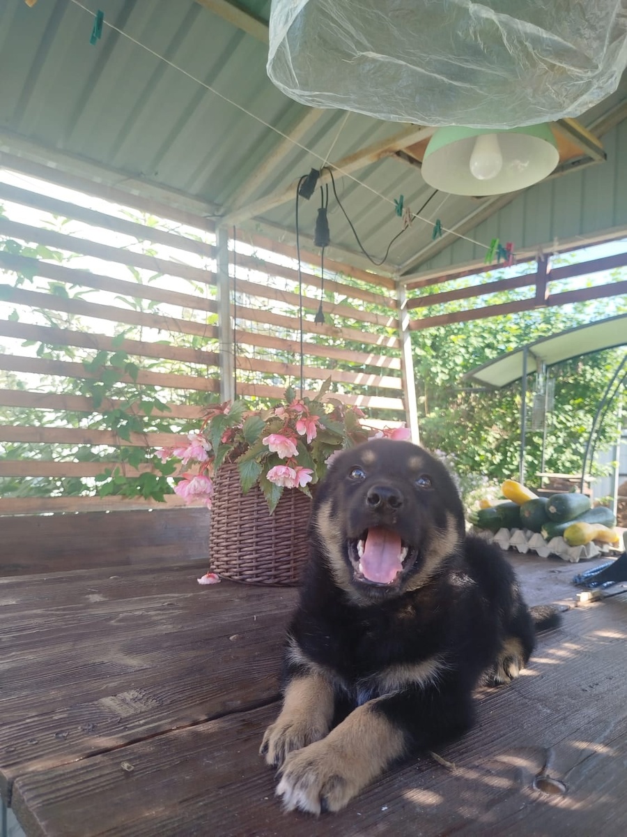 Рэкс накушался