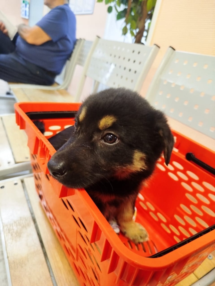 Рэкс в клинике