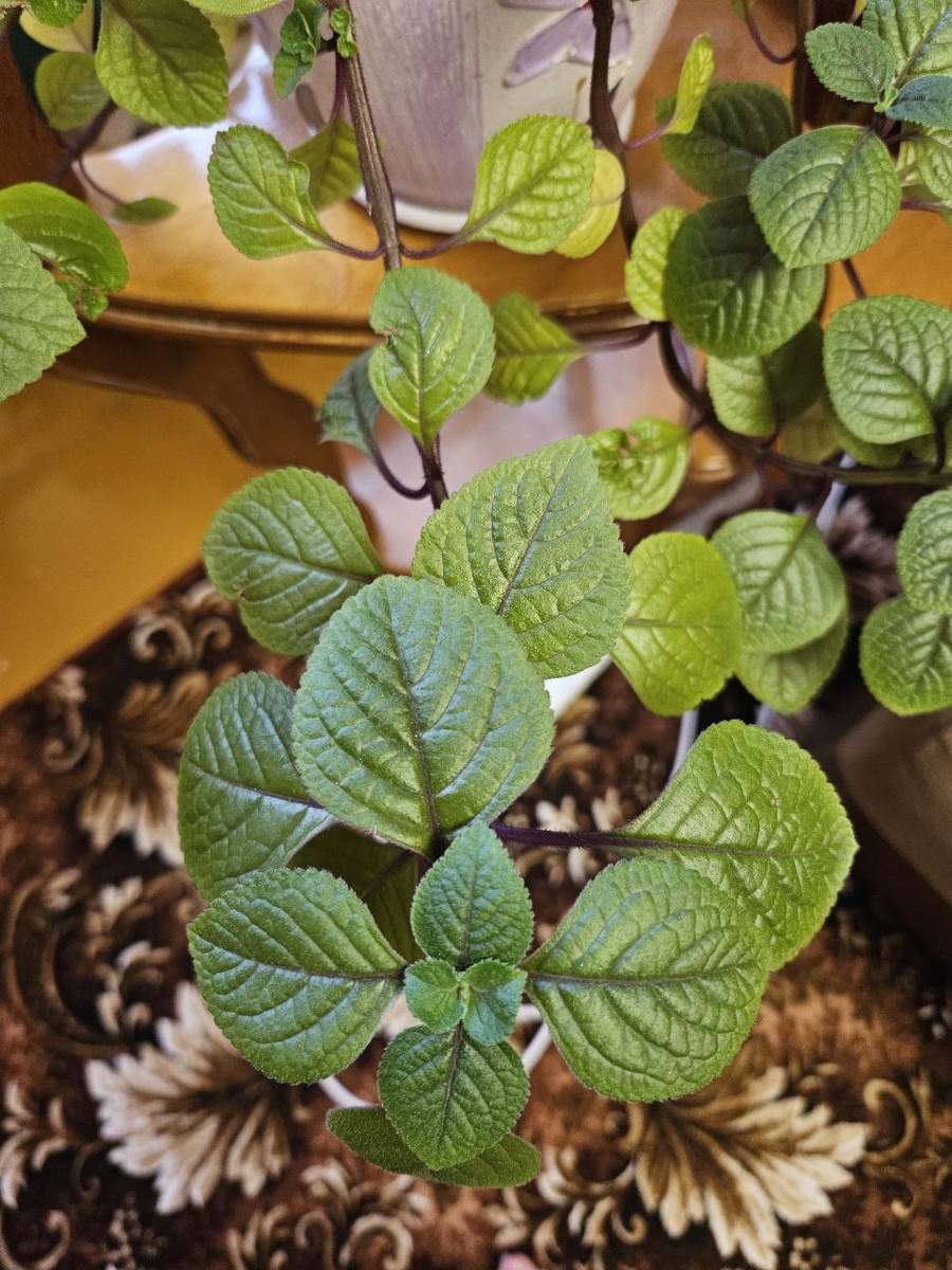 Плектрантус краснеющий