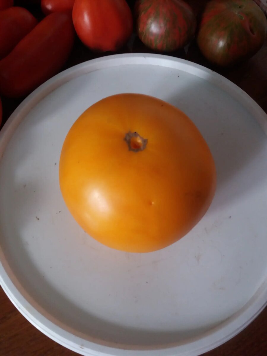 Оранжевый гигант Комовых