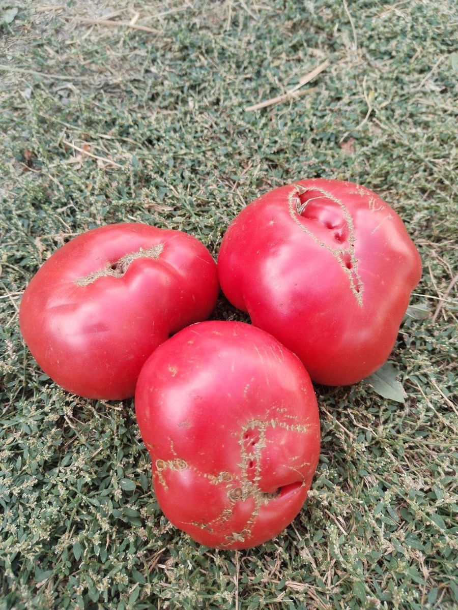 Минусинский гигант