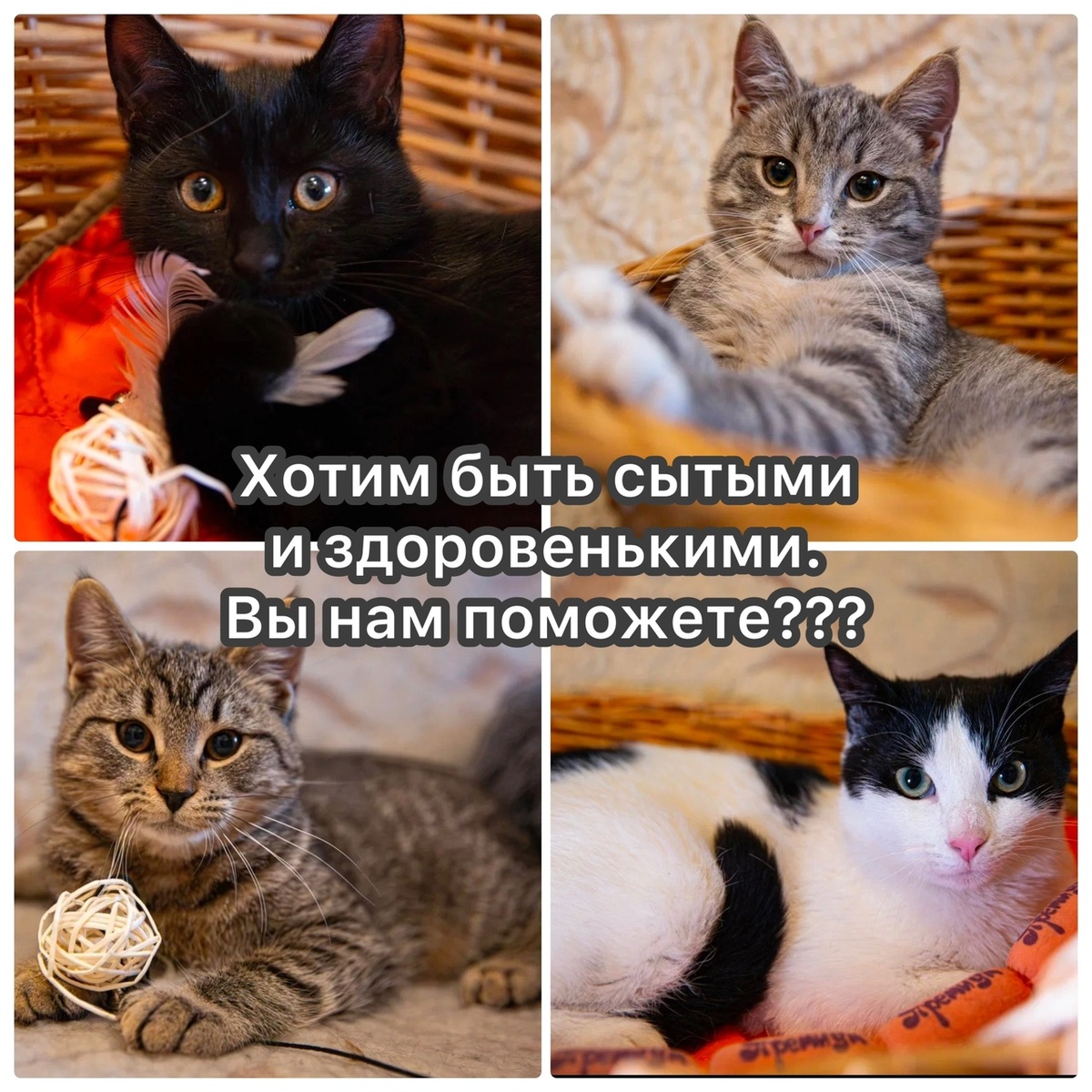 Тася, Лайс, Асенька, Филя (о черно-белом Филе нем еще не успела написать на канале)