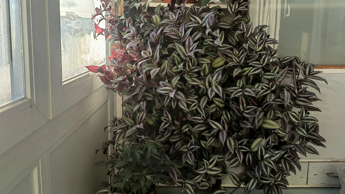 Зебрина, которую планируют выбросить, ноябрь