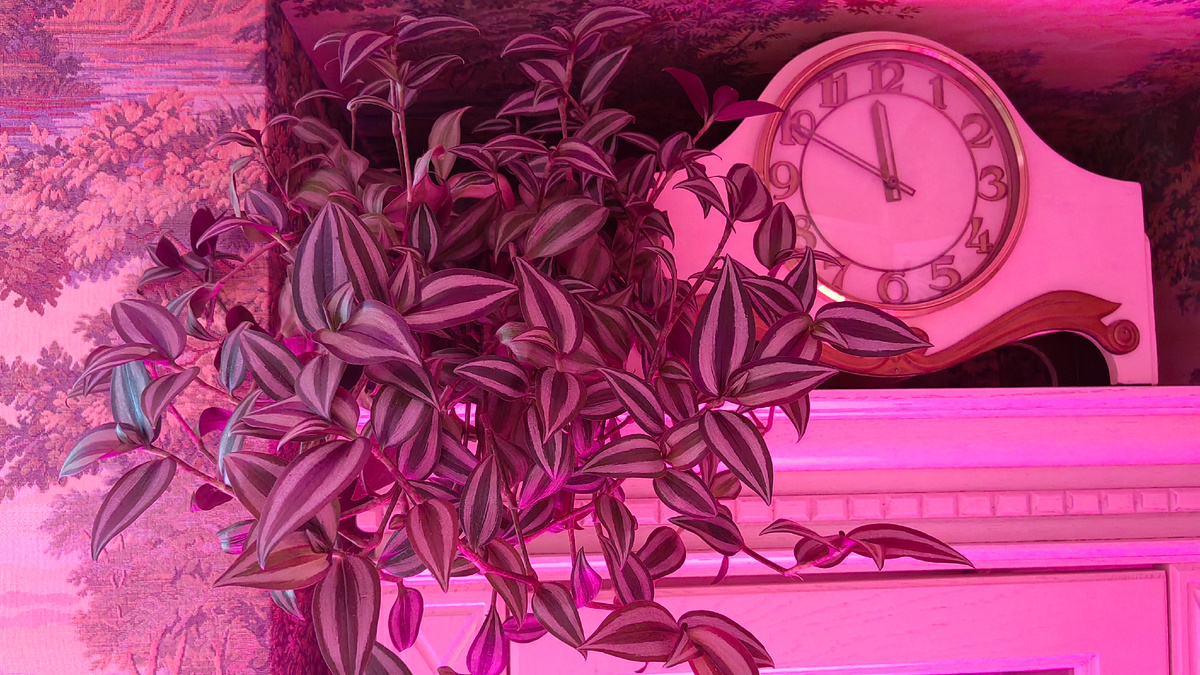 Маленькая и пушистая традесканция Зебрина