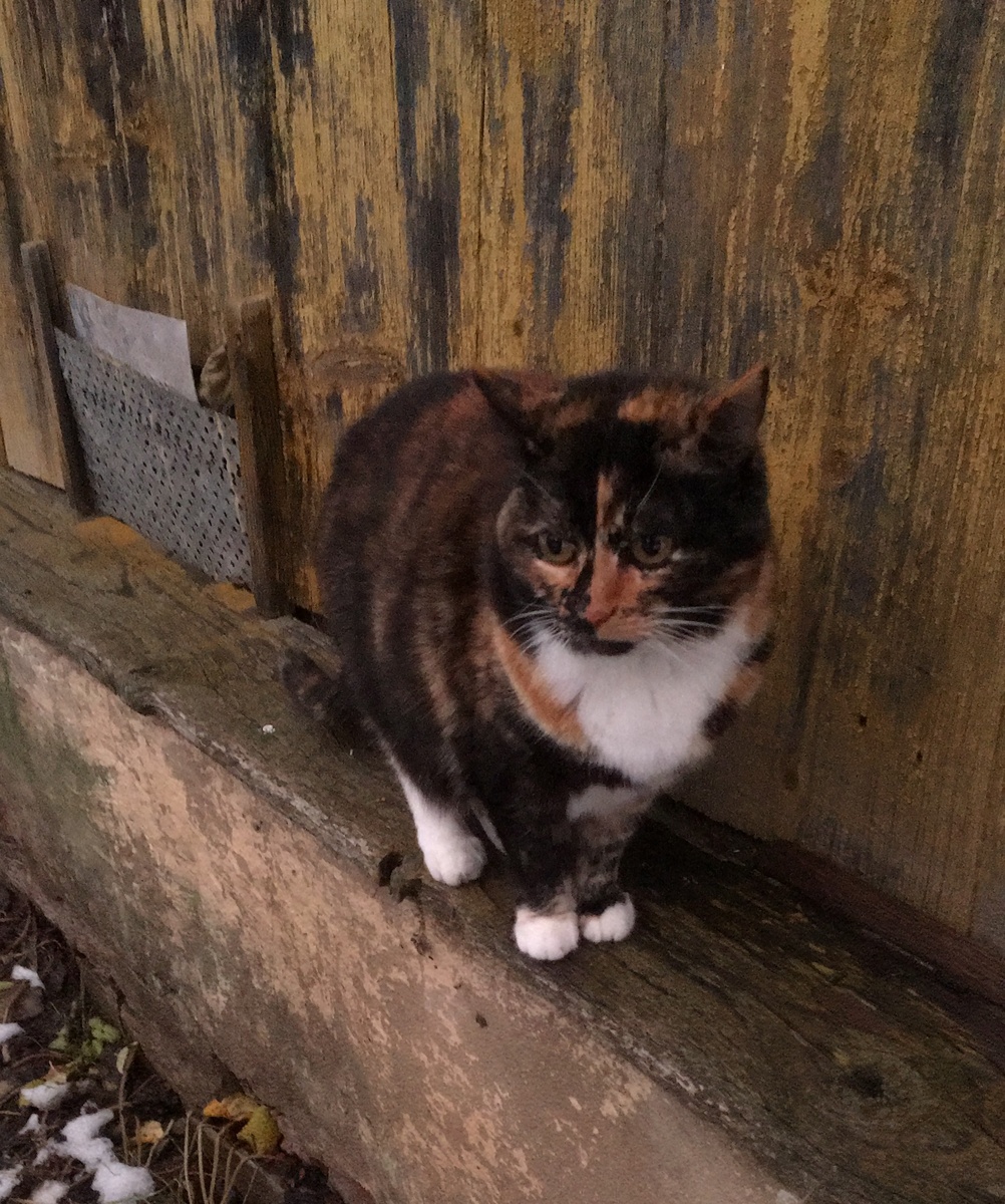 Василиса на улице. Фото автора