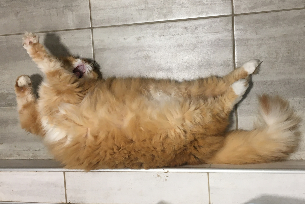 Вот как сладко зевается на тёплом полу в ванной! Фото автора