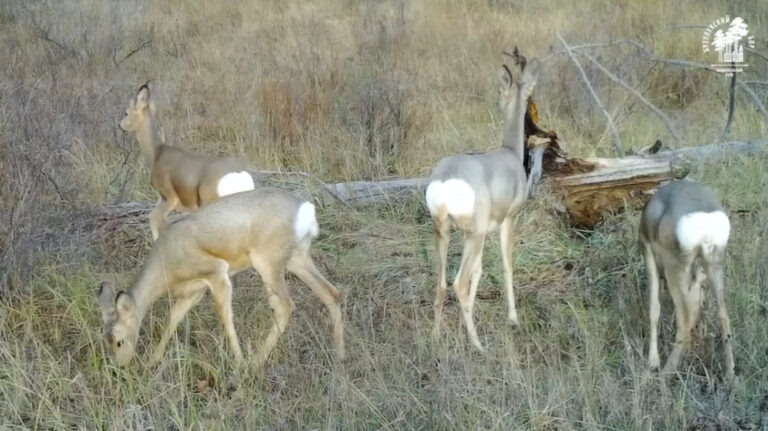    «Зеркало» помогает не сбиться с пути. В Бузулукском бору рассказали про косулий навигатор Андрей Севостьянов
