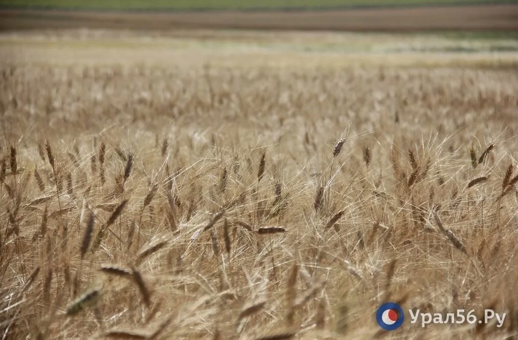    Оренбургская область получит 500 млн рублей на развитие агропромышленного комплекса