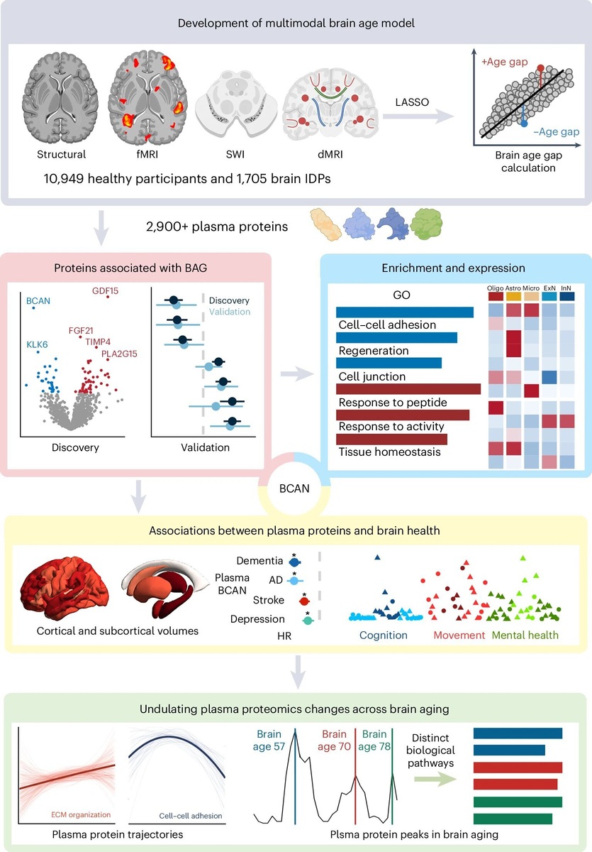    Nature Aging (2024). DOI: 10.1038/s43587-024-00753-6