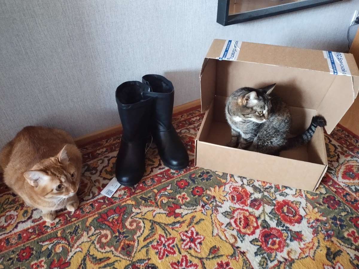 Сапоги удобные. По квартире, правда, ходила. На улице решила обновлять в новогоднюю ночь, а то у меня нарядов только что из магазина мало. :)