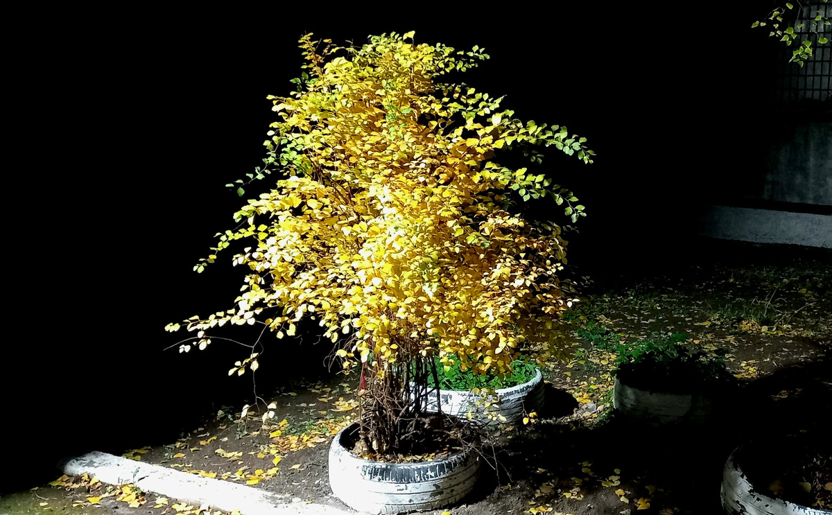 Осень в Донецке. Фото ноябрь 2024 года