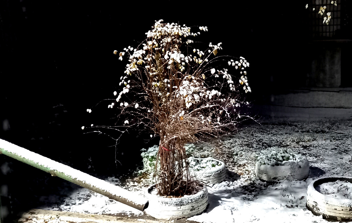 Зима в Донецке. Фото декабрь 2024 года