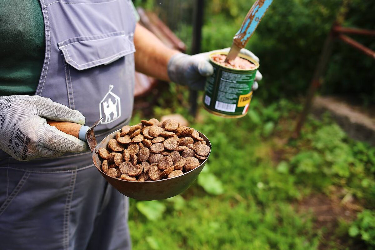 В приюте собаки, у которых нет проблем со здоровьем, не страдают отсутствием аппетита. Здесь слишком большая конкуренция. Они знают — в большой семье ушами не хлопают, поэтому никто не капризничает