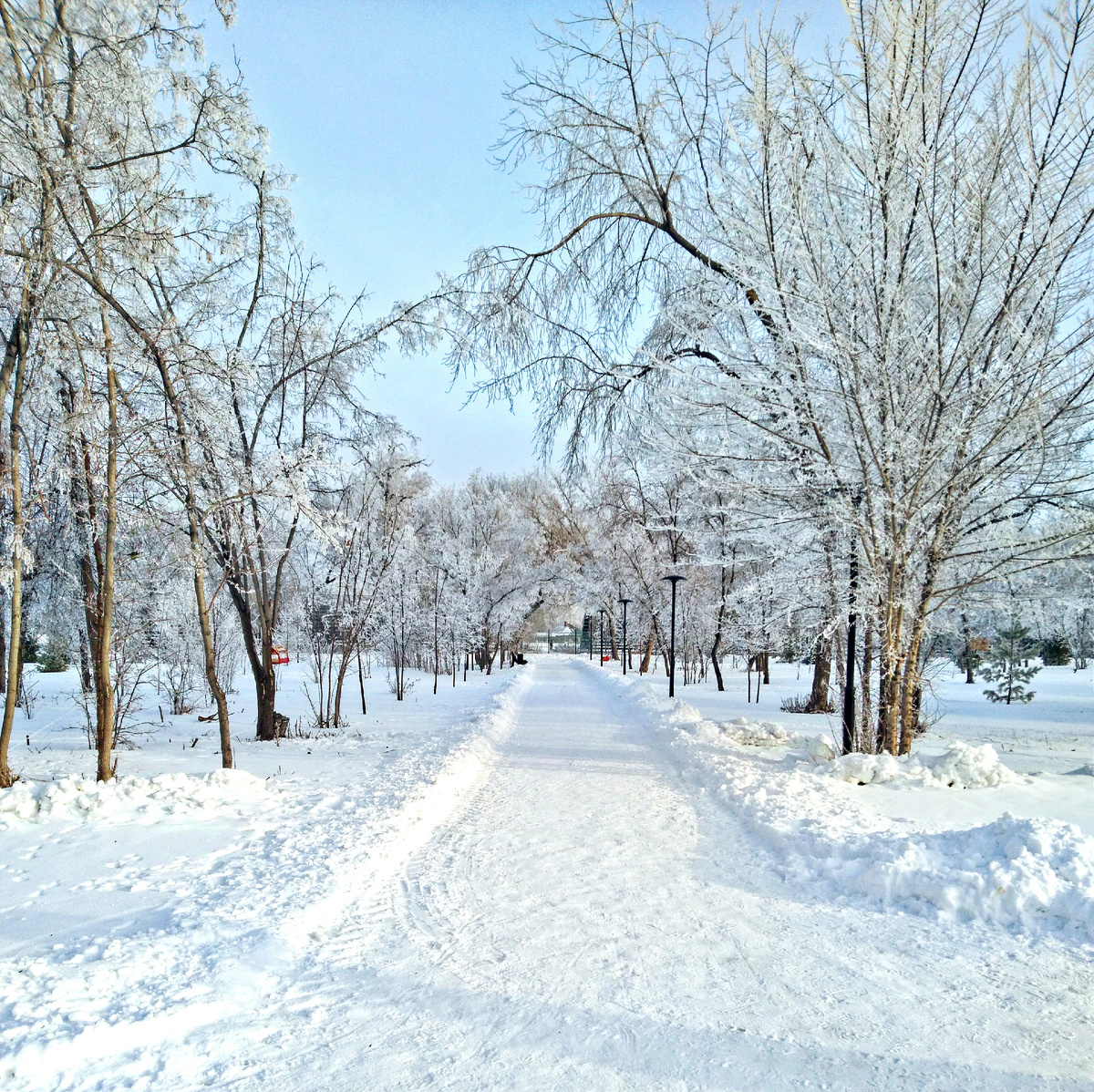 Где-то на просторах моего города. Парк "Изумрудный". Фотография автора, декабрь 2023 года. 