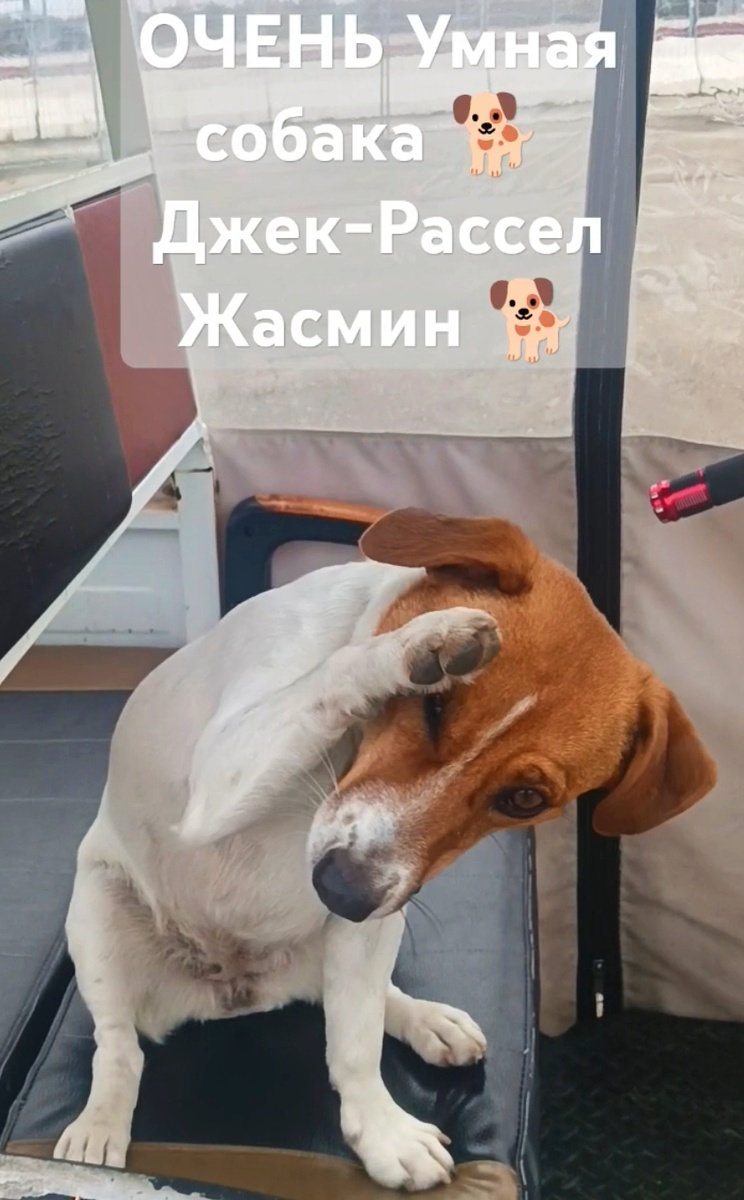 ВСЕ Собаки 🐕 🐕 🐕 Умны, от Природы! ВАЖНО найти Взаимопонимание со своим Другом 🐕!  Мы 🐕,  с Удовольствием вам 🐕 Поможем! Подпись: Дима и Жасмин 🐕 тел. 89630098811