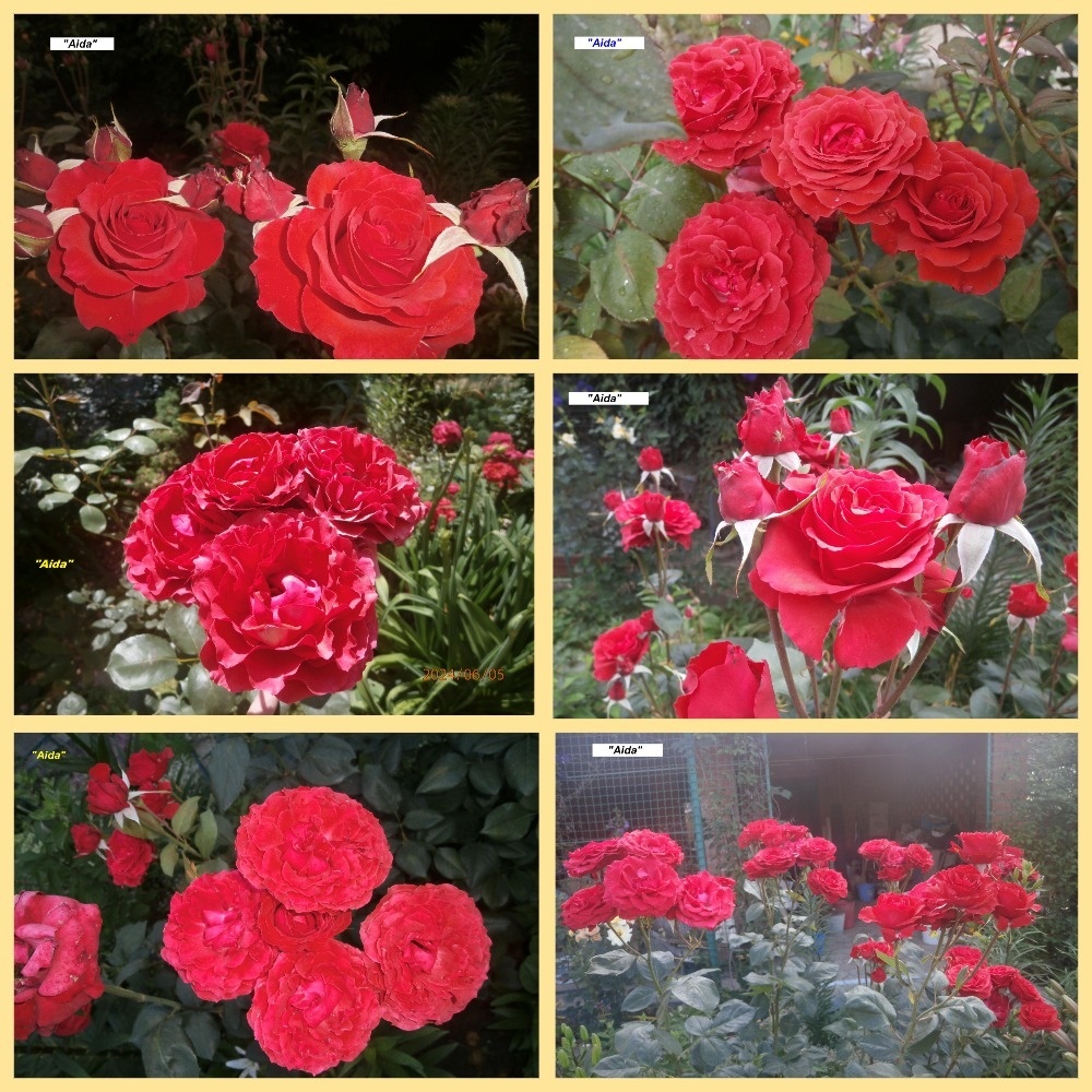 фотоколлаж Милы