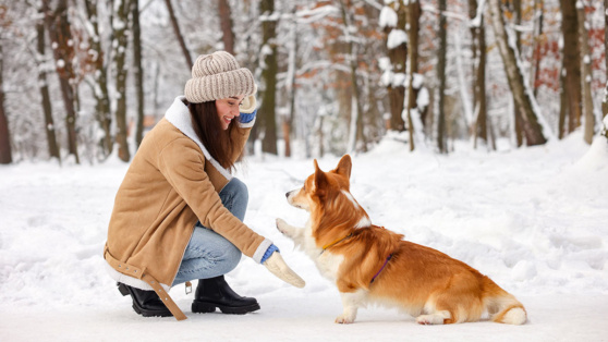    Как использовать энергию собаки для улучшения тренировок: советы кинолога Андрей Бурков