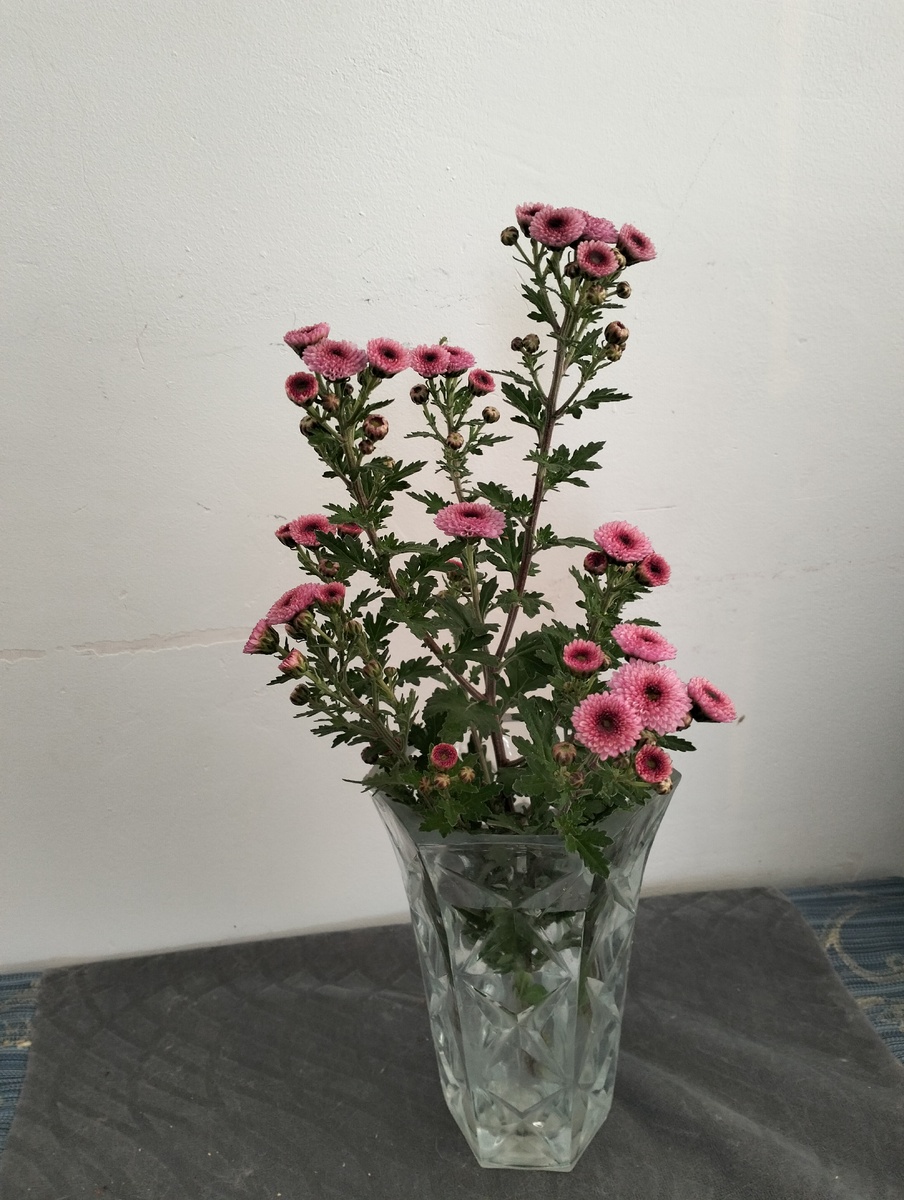 Эта красавица  год назад была в свадебном букете младшей дочери. Фото автора