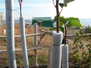 Защита древесных пород от грызунов