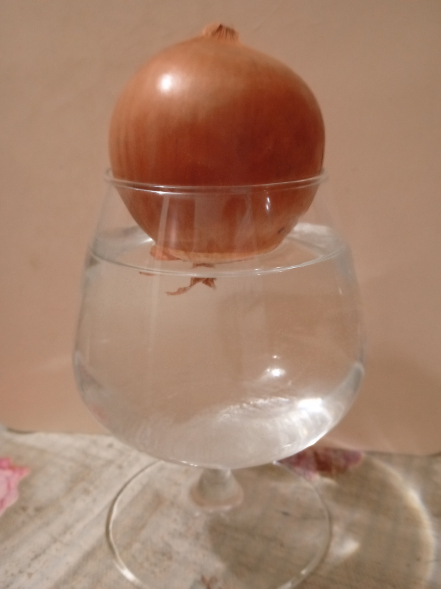 Луковица не должна касаться воды